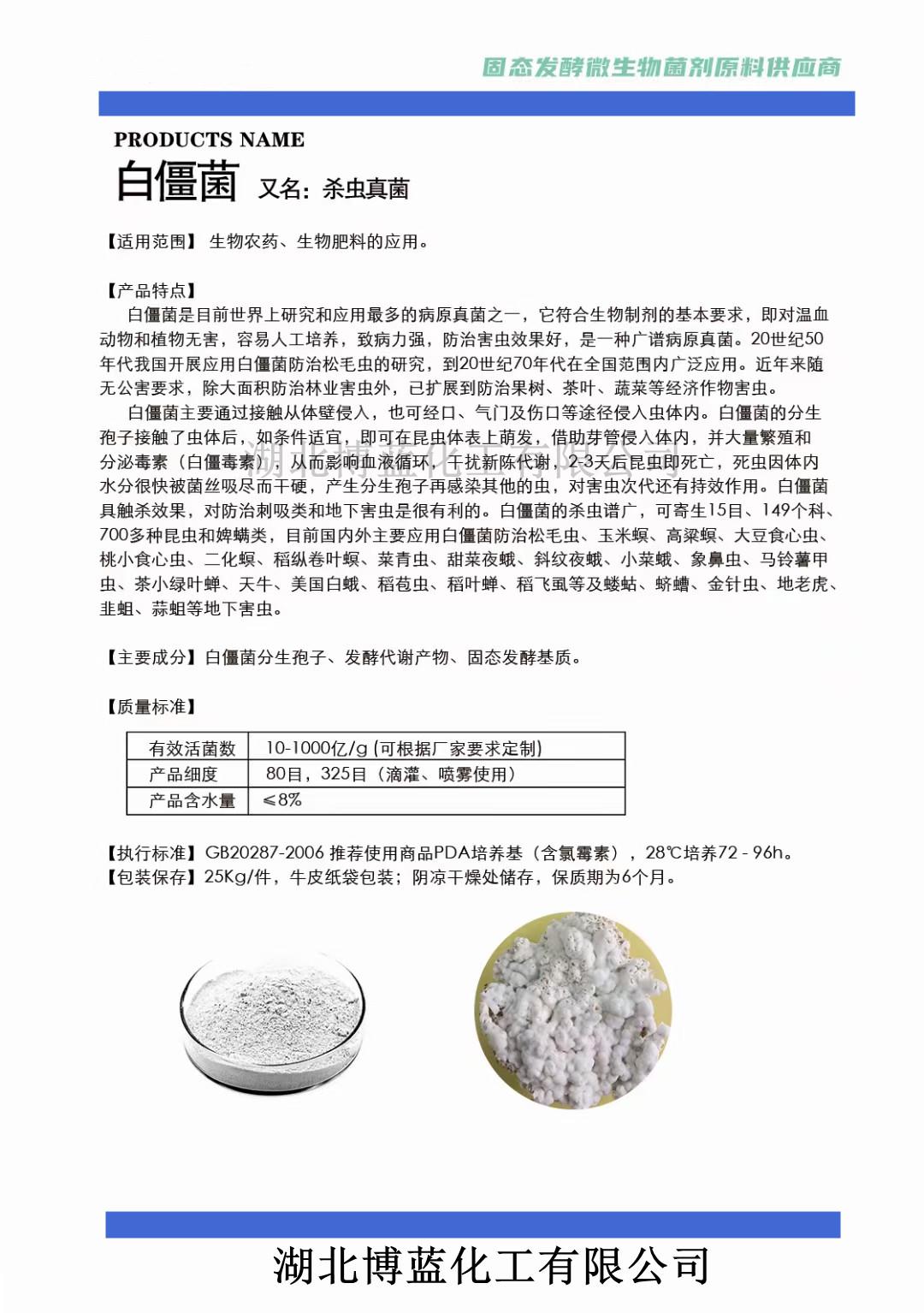 白僵菌簡介_副本.jpg 白僵菌簡介_副本.jpg