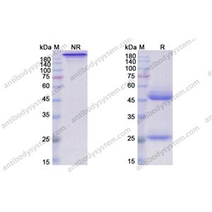 樂德木單抗（Lerdelimumab，285985-06-0）現(xiàn)貨供應(yīng)