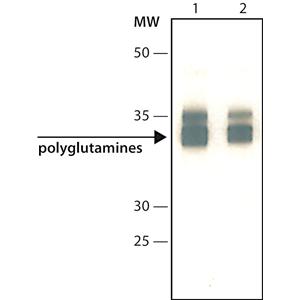 抗聚谷氨酰胺polyQ抗體，polyglutamine Disease， clone 3B5H10