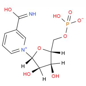 β-煙酰胺單核苷酸 beta-煙酰胺單核苷酸