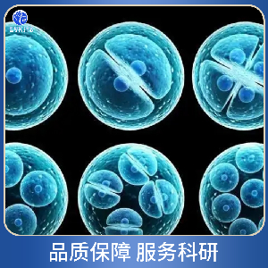 表達(dá)SV40T和EBNA1的人胚腎細(xì)胞