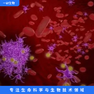 人胚腎細(xì)胞（SV40T基因修飾）