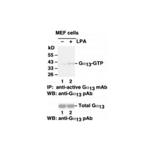 Gα13活性檢測試劑盒