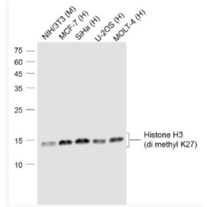 甲基化組蛋白H3(di methyl K27)單克隆抗體