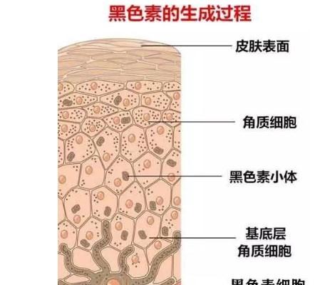 四肽-30又被稱為亮膚肽Tetrapeptide-30和九肽-1一樣