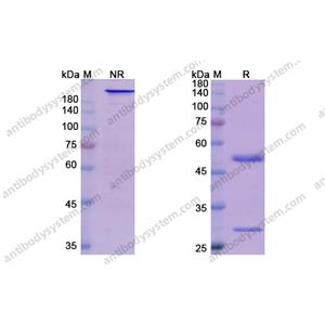 恩巴瑞西單抗，Enibarcimab，anti-ADM antibody 抗體