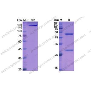 維妥組單抗，Veltuzumab，anti-CD20 antibody 抗體