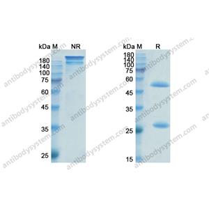 依法珠單抗，Efalizumab，anti-CD11a antibody 抗體，