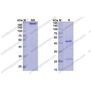 利瑞魯單抗 ，Lirilumab，anti-CD158A antibody 抗體