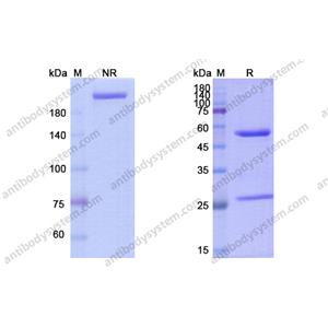 卡蘆單抗，Carlumab，anti-CCL2 antibody 抗體，915404-94-3