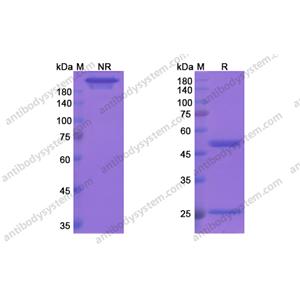 巴匹組單抗，Bapineuzumab，anti-APP antibody 抗體，