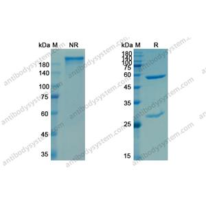 莫羅單抗，Muromonab，anti-CD3 epsilon OKT-3 antibody 抗體