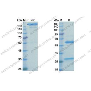 曲妥珠單抗，Trastuzumab，anti-HER2 antibody 抗體