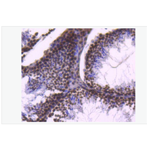 Anti-Histone H2B antibody-組蛋白H2B重組兔單克隆抗體