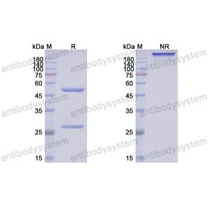 Anti-DNA:RNA hybrid抗體[clone:S9.6] 