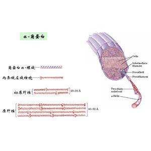 醫(yī)藥保健水解羊毛來源角蛋白原料