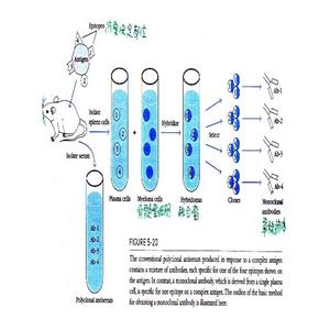 過氧化物酶?；o酶A氧化酶2蛋白，ACOX2 Protein