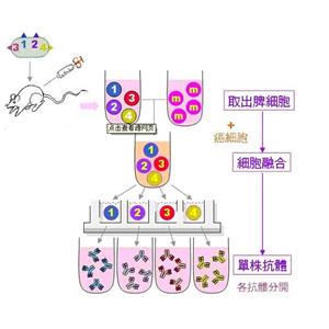 鐵調(diào)節(jié)蛋白1蛋白，Aconitase 1 Protein