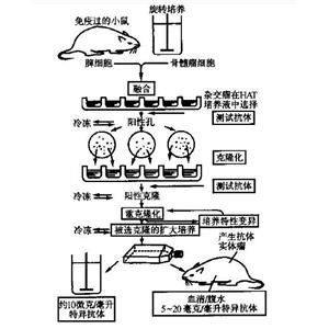 醋酸激酶1蛋白，Ack1 Protein