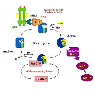 乙酰化P53(Lys382)蛋白，Acetyl-p53(K382) Protein