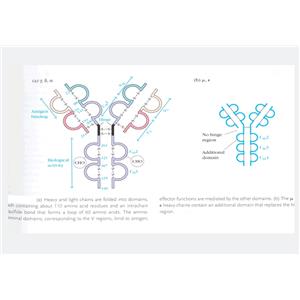 乙酰化和磷酸化組蛋白H3蛋白，Acetyl and phospho-Histone H3 Protein