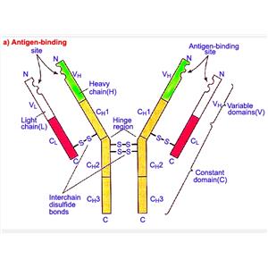 脂肪酰輔酶A家族成員1蛋白，Acetoacetyl-CoA synthetase Protein