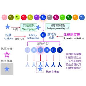 腎上腺皮質(zhì)發(fā)育異常蛋白，ACD Protein