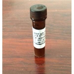 α2巨球蛋白樣蛋白1，A2ML1 Protein