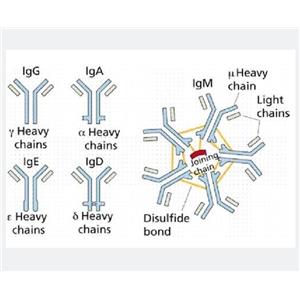 載脂蛋白B-mRNA編碼蛋白，A1CF Protein