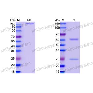 InVivoMAb Anti-HBV-A S-HBsAg/SHB Antibody (Iv0151)