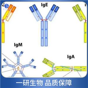 β淀粉樣肽/Aβ42抗體