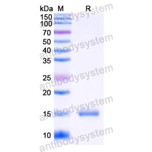 Anti-HIV1 Gag polyprotein Nanobody (SAA0891)