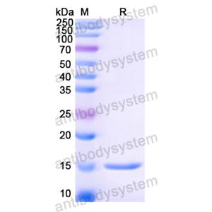 Anti-Hepatitis C virus/HCV Genome polyprotein Nanobody (SAA1346)