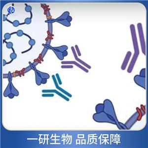 粘附調(diào)節(jié)分子1抗體