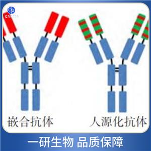 腺苷酸活化蛋白激酶γ3抗體