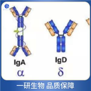 血管緊張素1轉換酶抑制劑抗體