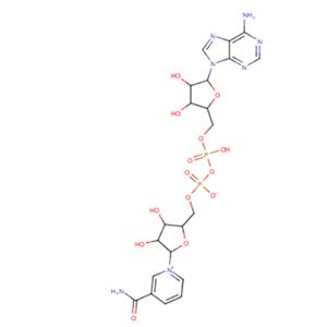 煙酰胺腺嘌呤雙核苷酸
