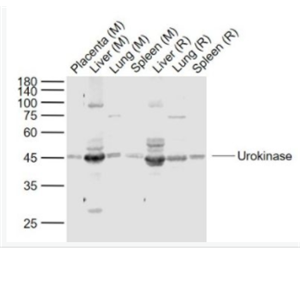 Urokinase 尿激酶型纖溶酶原激活因子抗體