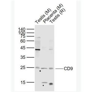 CD9 CD9蛋白抗體
