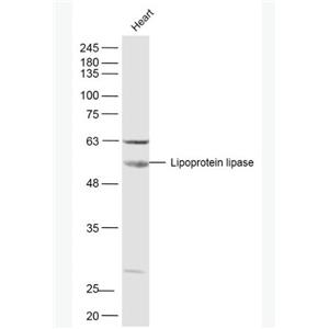 Lipoprotein lipase 脂蛋白脂酶抗體