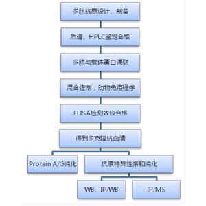 皮膚橋蛋白，Dermatopontin Protein