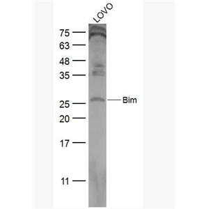 Anti-Bim antibody -細(xì)胞死亡調(diào)解子抗體