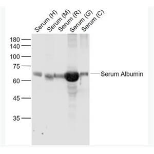 Anti-Bovine Serum Albumin antibody-牛血清白蛋白抗體