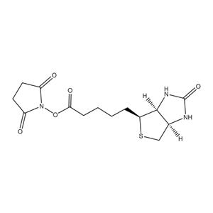 (+)生物素-N-琥珀酰亞胺基酯