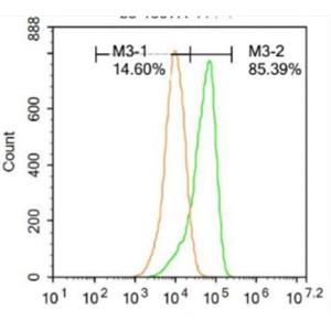 Anti-KAT3A / CBP antibody-CREB結(jié)合蛋白抗體