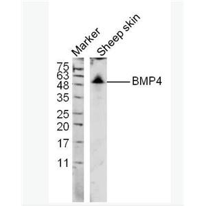 Anti-BMP4 antibody-骨形態(tài)發(fā)生蛋白4抗體