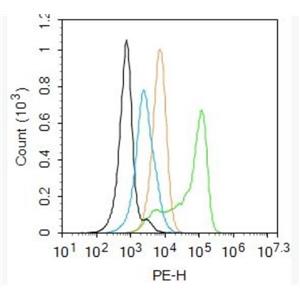 Anti-Granzyme B  antibody-顆粒酶B抗體