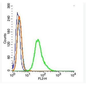 Anti-Ezrin/Radixin antibody-埃茲蛋白抗體
