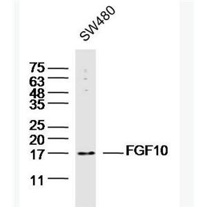 Anti-FGF10antibody-成纖維細(xì)胞生長因子10抗體