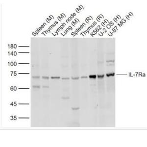 Anti-IL7R antibody-白細(xì)胞介素-7受體a（CD127）抗體